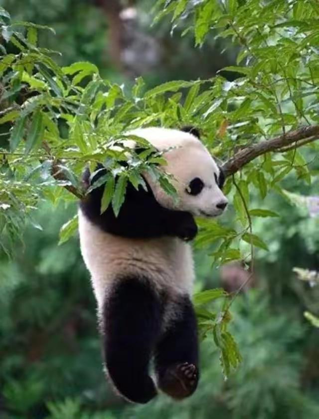 国宝大熊猫的资料介绍