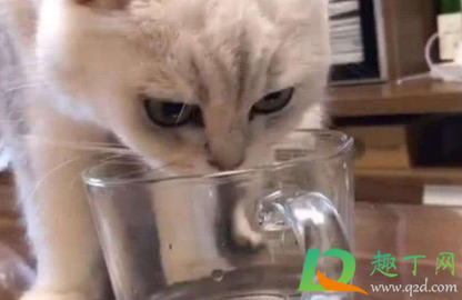 猫咪不喝水会不会渴死？猫不爱喝水可以强灌吗？