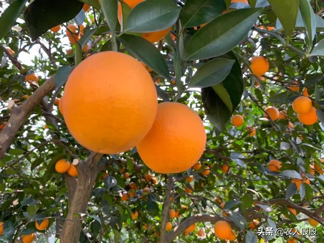 柑橘开花能不能施肥（柑橘整年只施水肥可以吗）
