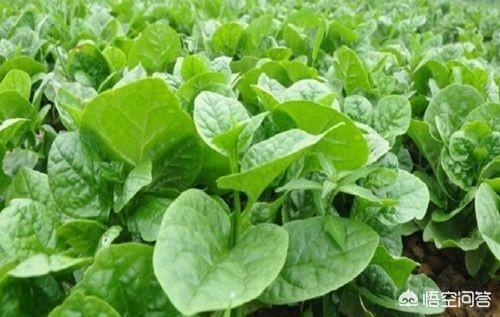 木耳菜含钙量比牛奶高，是一种非常好的蔬菜，适宜家庭小菜园种植吗？