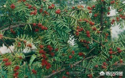 红豆杉被叫黄金树，植物界的活化石，经济价值高，为何少有农民种植？