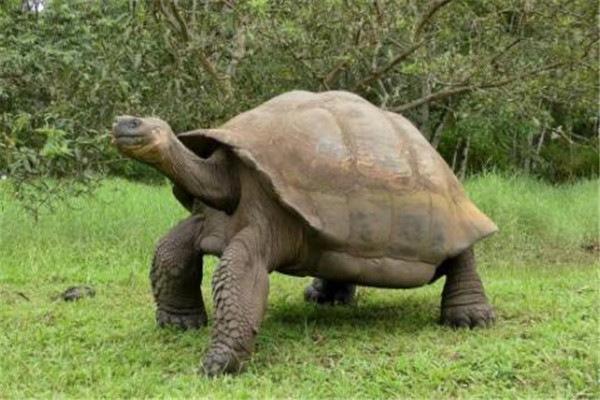 世界上体型最大的海龟是什么龟（地球上10大体型最大的乌龟，加拉帕戈斯象龟居榜首，你认识吗？）
