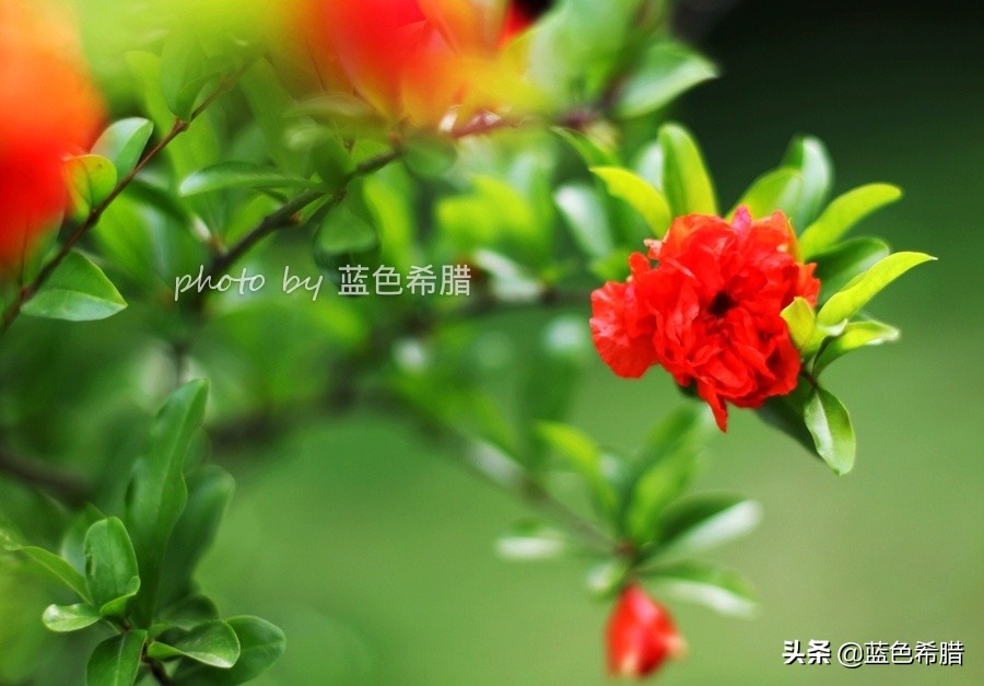 石榴花花语（花卉摄影，象征成熟美丽的红艳石榴花，咋拍出唯美意境？4个方案）