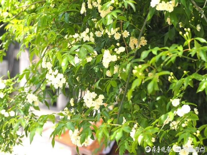 白蔷薇图片（济南趵突泉大片“白蔷薇”盛如花瀑，为市民展现其“最美时刻”）