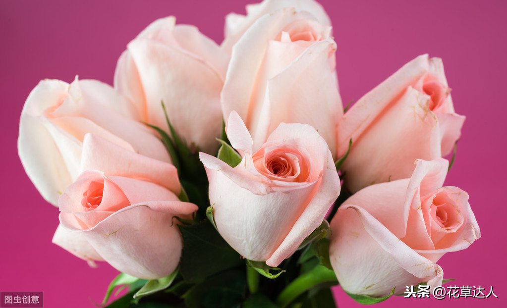 粉色玫瑰花语（不同品种的玫瑰有何特点 各色玫瑰的花语大全）