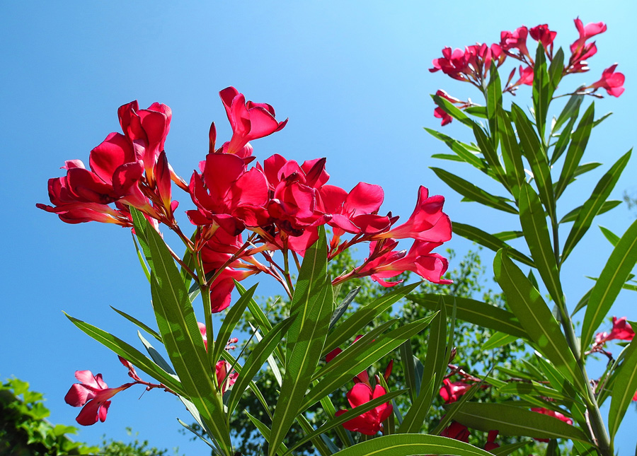 水仙花有毒吗（这两种“有毒”的花卉，却是室内最美盆栽，养护注意细节就可以！）