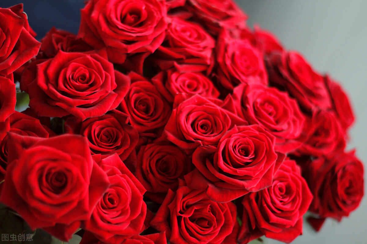 粉玫瑰代表什么意思（红玫瑰与粉玫瑰送人有区别吗？）