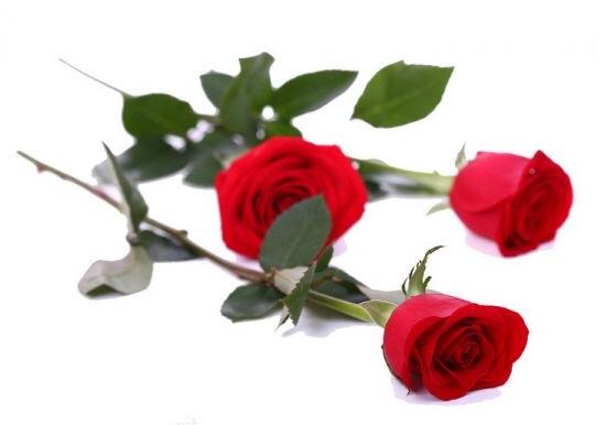 19朵玫瑰花语（玫瑰花朵数代表的含义，玫瑰花寓意和象征）