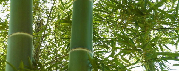 如何养富贵竹（竹子养殖方法和注意事项）