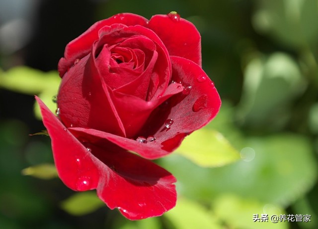 黄玫瑰寓意（这5种花，象征幸福，养一盆，幸运常伴）