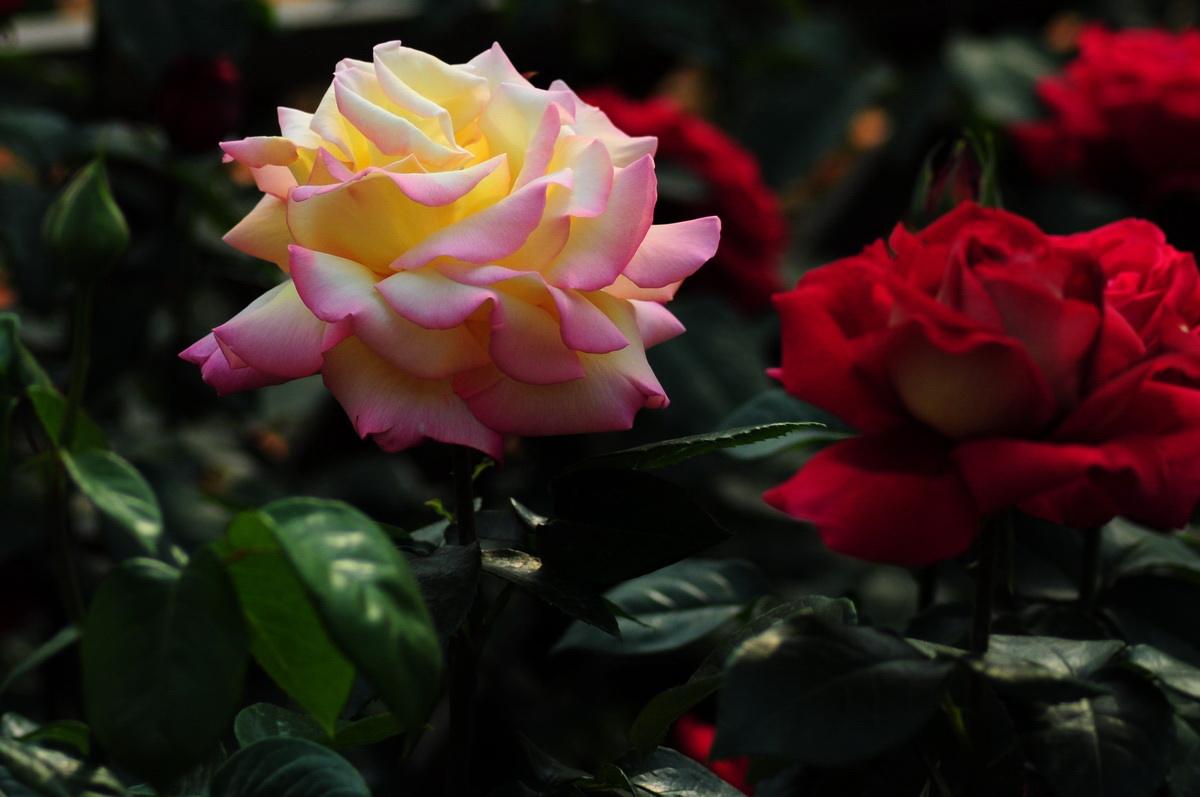 玫瑰和月季的区别（玫瑰和月季怎么区分？花店卖的是玫瑰还是月季？）