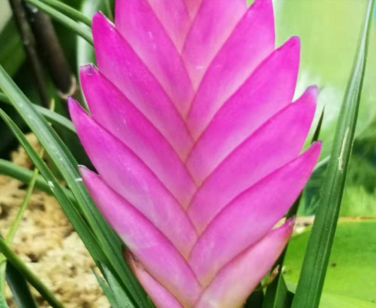 凤梨花图片（紫色凤梨花，新年最奇特的植物，花朵很像塑料做的）