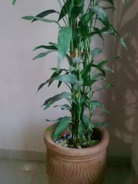 如何养殖富贵竹（在室内用盆栽养护土培富贵竹的技巧，怎么防止黄叶？）