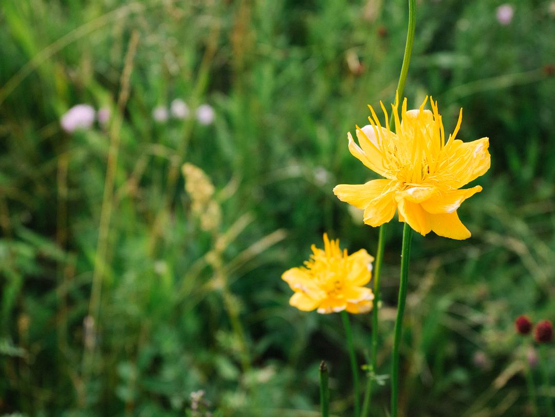 金莲花图片（提个醒：若在山上遇见这种黄色的喇叭花，赶紧采摘回家晒干泡水喝）