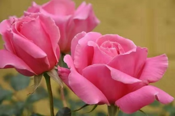 真正的玫瑰（男朋友送的花竟是月季，不是真正的玫瑰？看完你就知道啦）