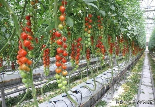 如何种植番茄（西红柿种植的好方法，只需要这些步骤，你做对了吗？）