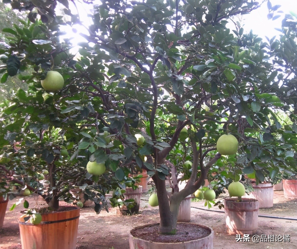 盆栽柚子树的养殖方法（盆栽柚子树的养殖方法）