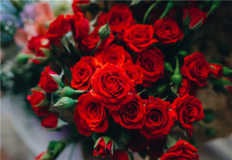 玫瑰数量的含义（象征爱情和美丽的玫瑰）