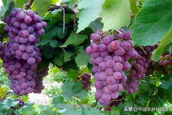 盆栽葡萄种植技术（好吃的葡萄自己在家也能种，超简单的葡萄盆栽技术，分享给你）