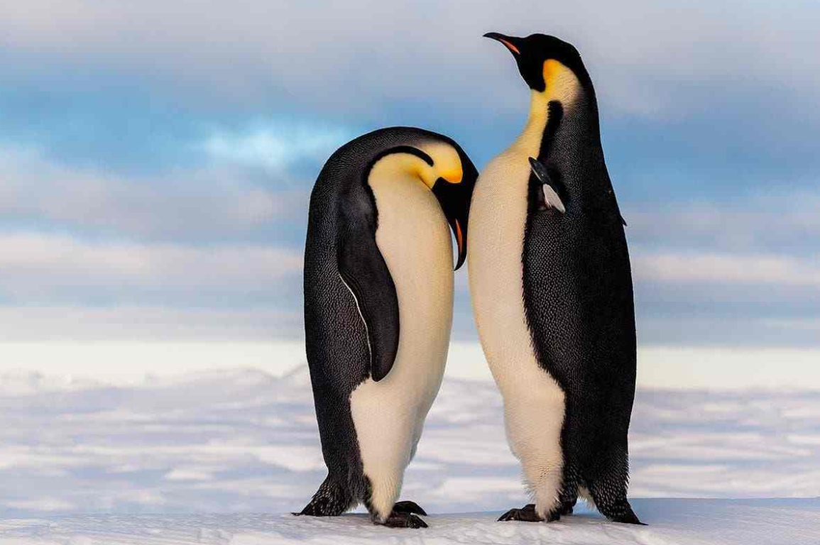 世界上最大的企鹅是哪一种（企鹅之王帝企鹅，和美洲最大的鸟美洲驼，谁体型更大？）