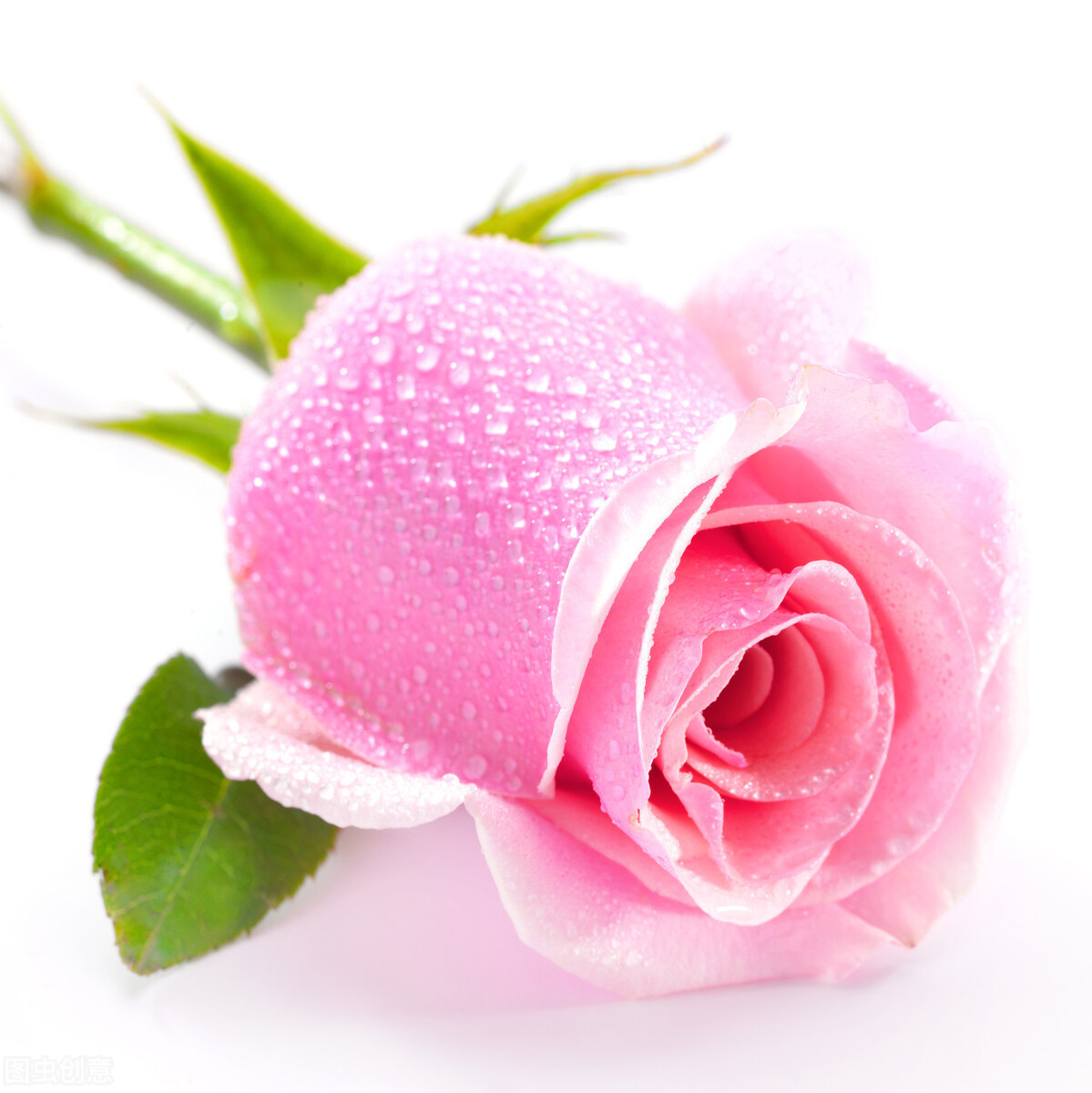 粉色玫瑰代表（粉玫瑰的花语是什么？如何养护？做到5要点，开花又多又鲜艳）