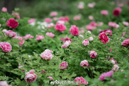 中国的国花是什么（中国花协推荐牡丹为国花，是你心目中的国花吗）