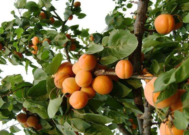 杏树的资料（杏对于我们人体都有哪些好处？在种植上有什么技巧？）