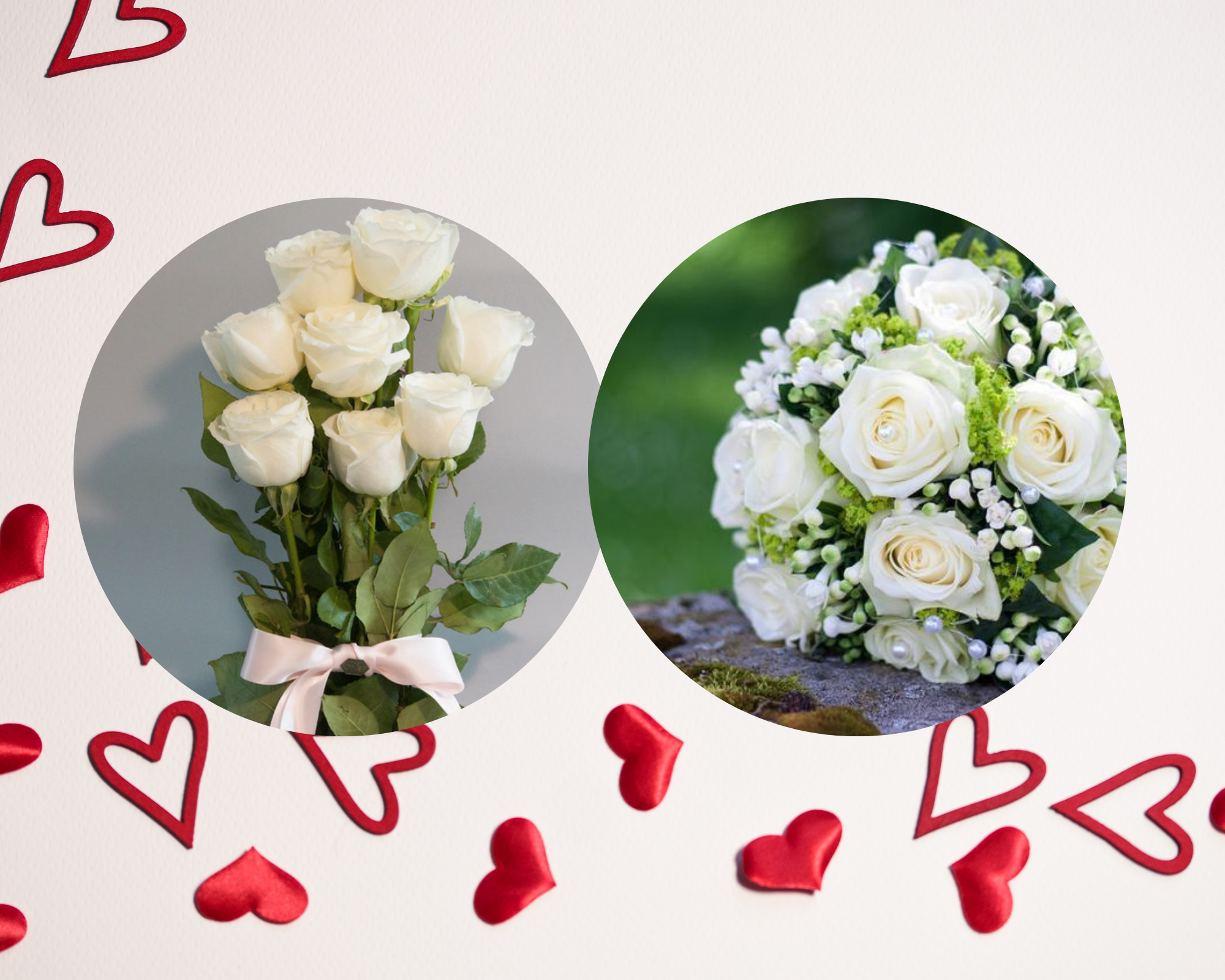 白玫瑰花语（鲜花花语｜白、绿、香槟、粉玫瑰，不同颜色玫瑰花花语）