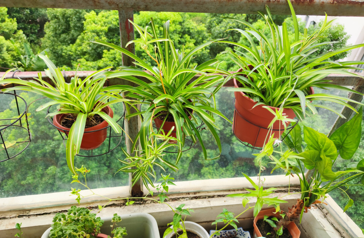 室内净化空气植物（3种“绿植”养室内，好养好打理，净化空气又耐阴，健康相伴）