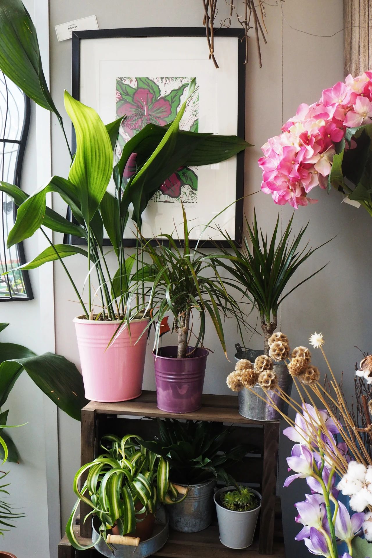 豹纹竹芋图片（6种常见的弱光植物，能室内半阴的环境，养窗台便可维持良好状态）