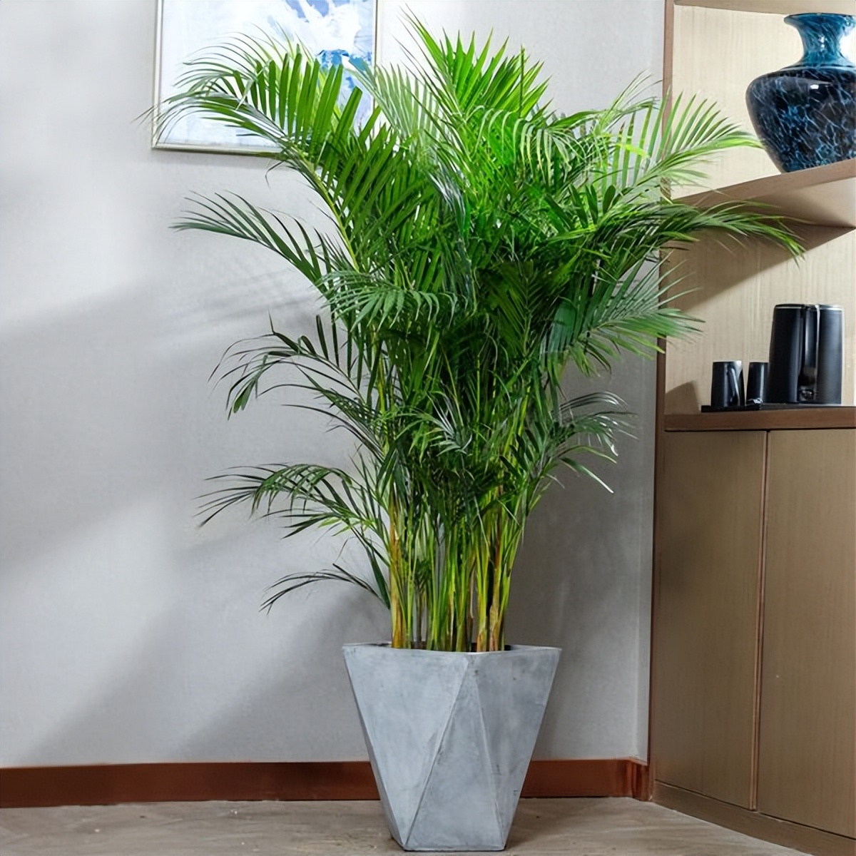 净化空气的室内植物（5种“健康花”，净化空气一级棒，家里摆一盆，毒气废气吸光光）