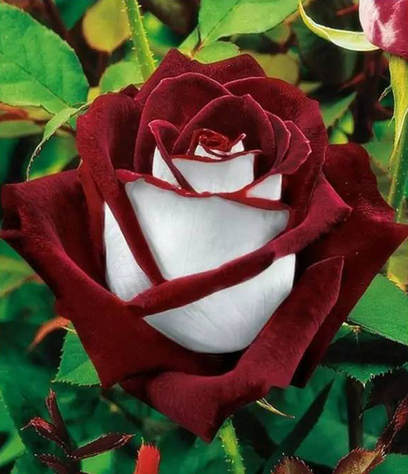 奥西利亚玫瑰（一辈子都难得一见的奇花，简直美得不像话）