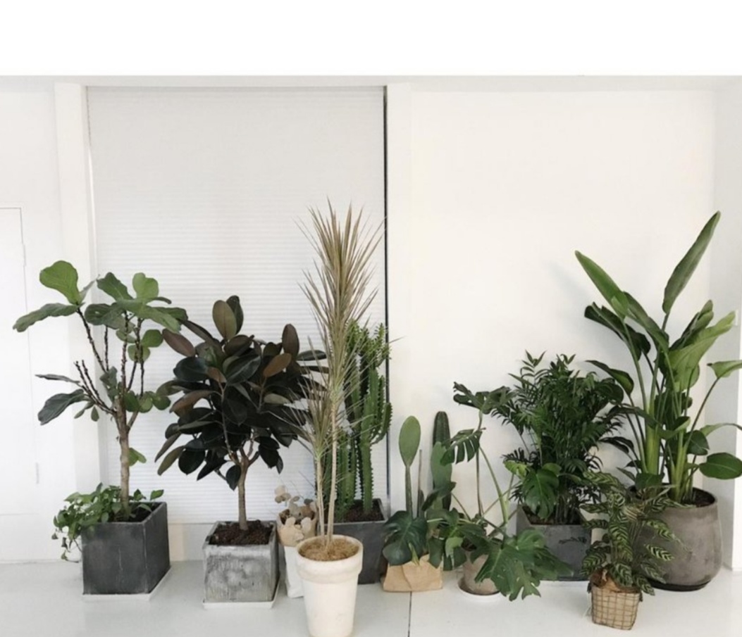 室内净化空气的植物（6种漂亮的植物，可放在室内净化空气，美化家居环境）