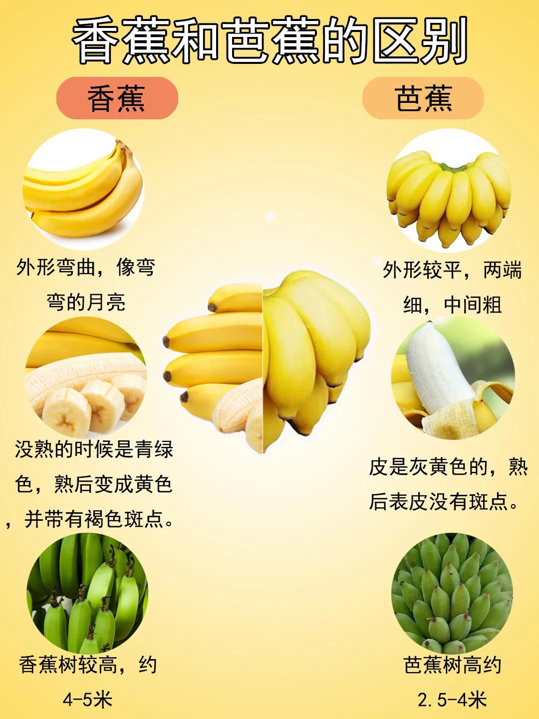 香蕉和芭蕉的区别（容易混淆的水果∣香蕉和芭蕉有什么区别）