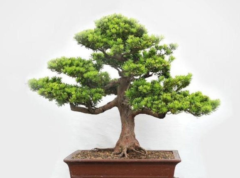 曼地亚红豆杉（养花不如养树，5种“富贵树”，摆在家里招财又旺宅）