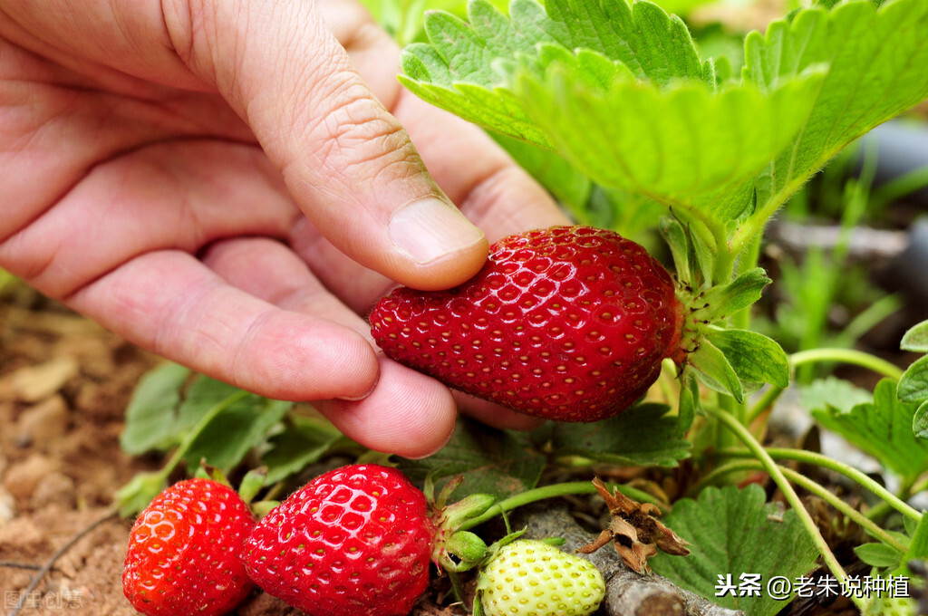 草莓专用肥料（草莓加什么肥料结果多）