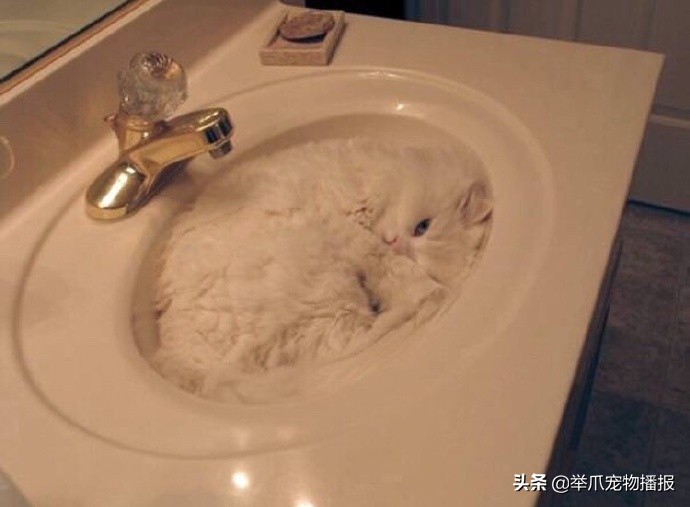 为什么猫咪能像液体（如何用科学理论，来证明猫咪是液体的）