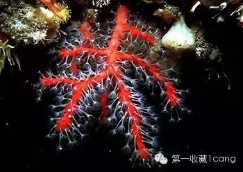 红珊瑚饰品（有生命的宝石-红珊瑚）