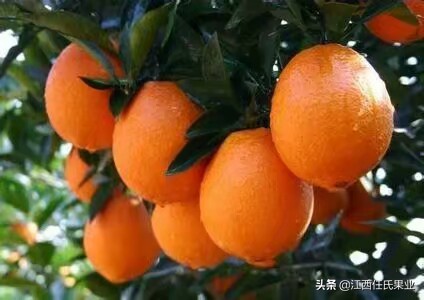 冰糖橙主要产地（你知道脐橙、冰糖橙、褚橙有什么区别吗？）