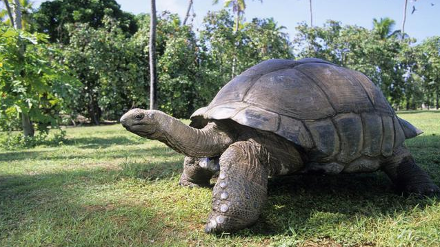 世界上最大的乌龟（体重500斤、壳长1米2，这种巨龟曾是航海者的最爱，被称：活罐头）
