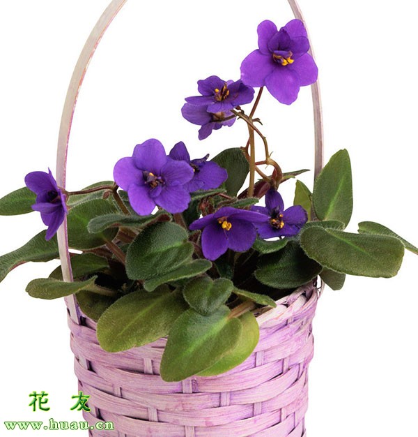 紫罗兰花语（紫罗兰花语和象征）