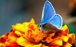 蝴蝶：翩翩飞舞的花间精灵
