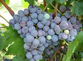 葡萄品种大全（葡萄品种及特点，有没有你所熟知的呢？）