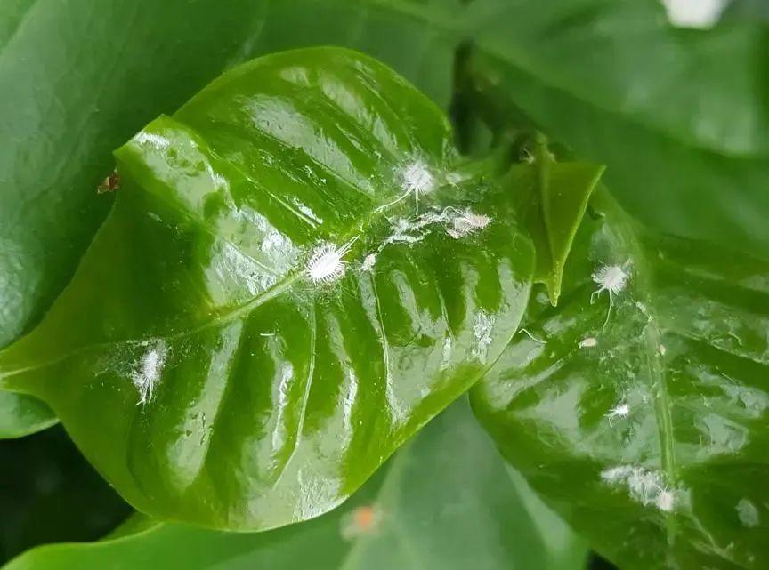 益虫有哪些（夏天室内和户外的植物都很容易感染粉蚧，这种害虫看起来像棉花）