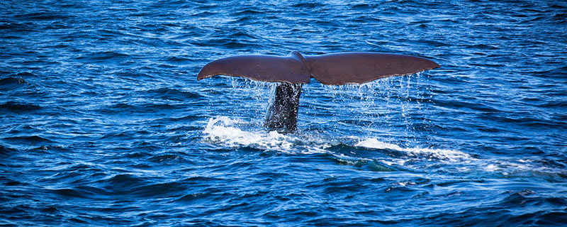 蓝鲸是不是世界上最大的动物（蓝鲸介绍）