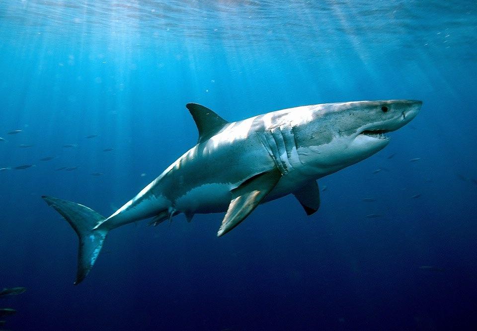 鲨鱼是鱼吗（鲨鱼到底是胎生，卵生，还是卵胎生？）