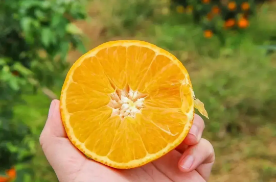 盐蒸橙子用什么橙子效果好（盐蒸橙子的功效与作用）