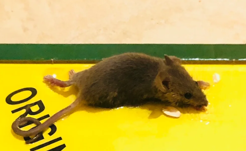 一个粘鼠板能粘几只老鼠（粘鼠板灭鼠使用方法）