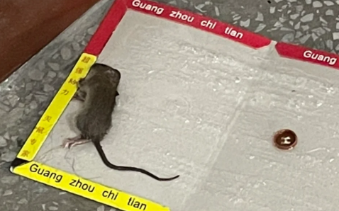 老鼠被粘鼠板粘住为什么会死（老鼠可以挣脱粘鼠板吗）