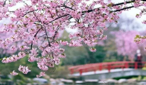 2023年武汉樱花节是几月份（武汉樱花节什么时候开始）